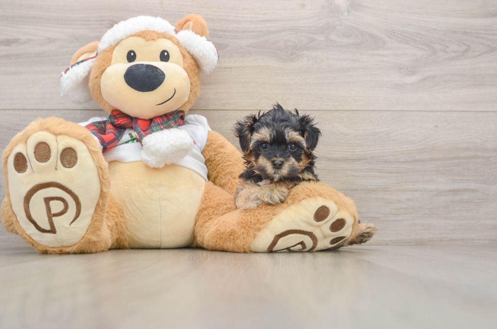 6 week old Yorkie Poo Puppy For Sale - Lone Star Pups