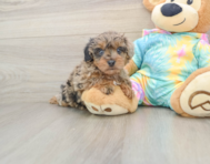 8 week old Yorkie Poo Puppy For Sale - Lone Star Pups