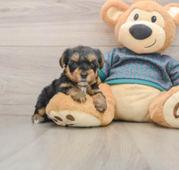 7 week old Yorkie Poo Puppy For Sale - Lone Star Pups
