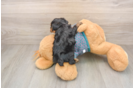 Yorkie Poo Puppy for Adoption