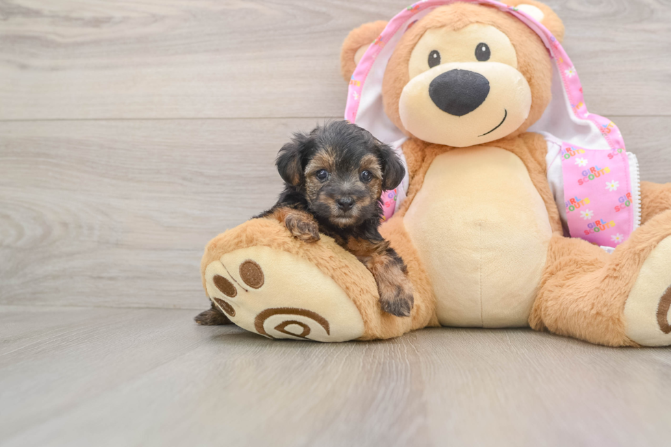 Yorkie Poo Puppy for Adoption