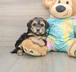 6 week old Yorkie Poo Puppy For Sale - Lone Star Pups