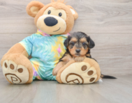 8 week old Yorkie Poo Puppy For Sale - Lone Star Pups