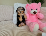 9 week old Yorkie Poo Puppy For Sale - Lone Star Pups
