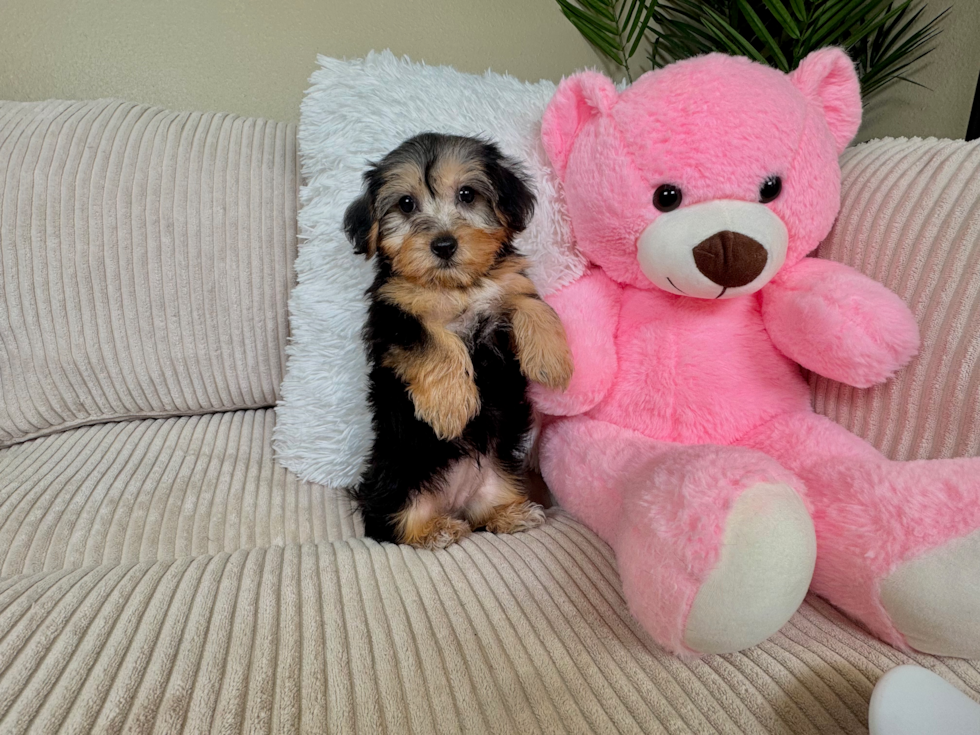 Yorkie Poo Pup Being Cute