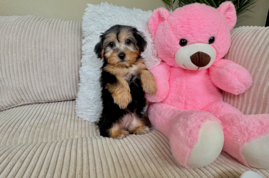 Yorkie Poo Pup Being Cute