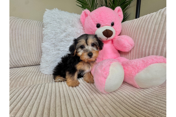 Cute Yorkie Poo Poodle Mix Pup