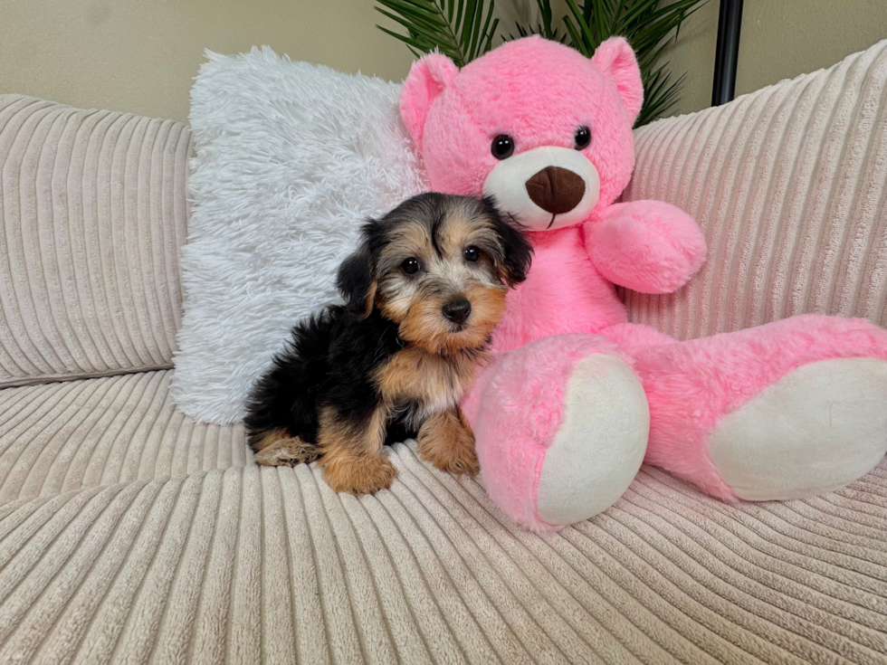 Cute Yorkie Poo Poodle Mix Pup