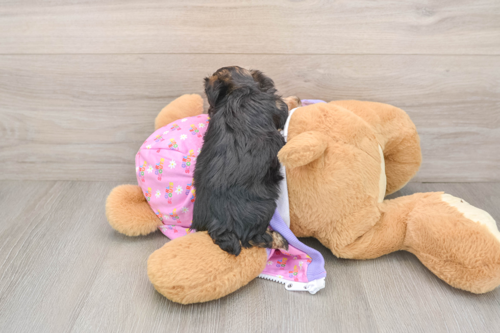Best Yorkie Poo Baby