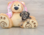 8 week old Yorkie Poo Puppy For Sale - Lone Star Pups