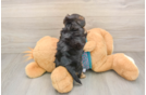 Yorkie Poo Puppy for Adoption
