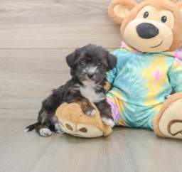 6 week old Yorkie Poo Puppy For Sale - Lone Star Pups