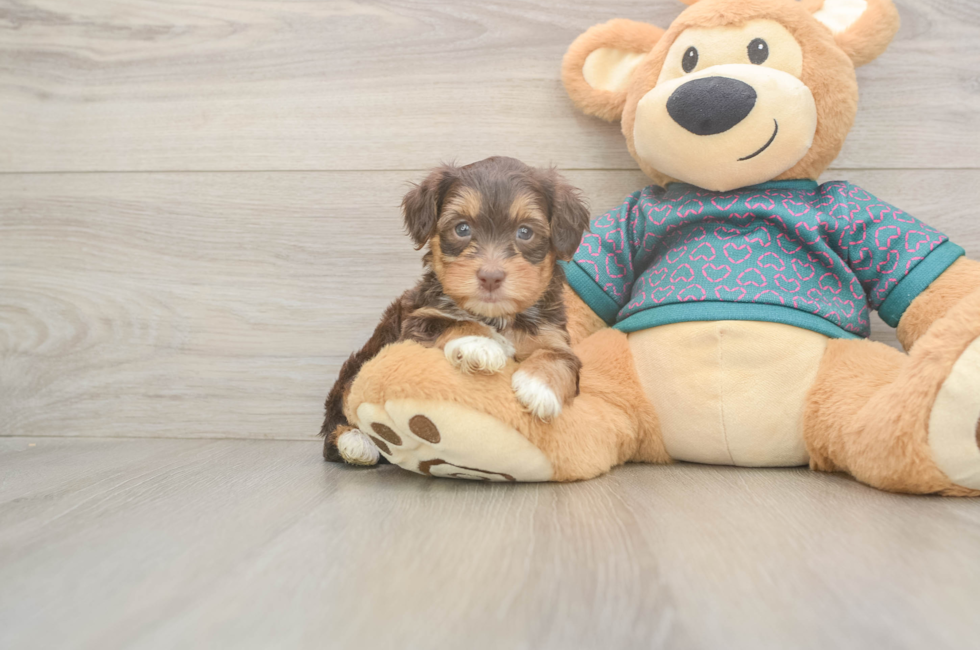 5 week old Yorkie Poo Puppy For Sale - Lone Star Pups
