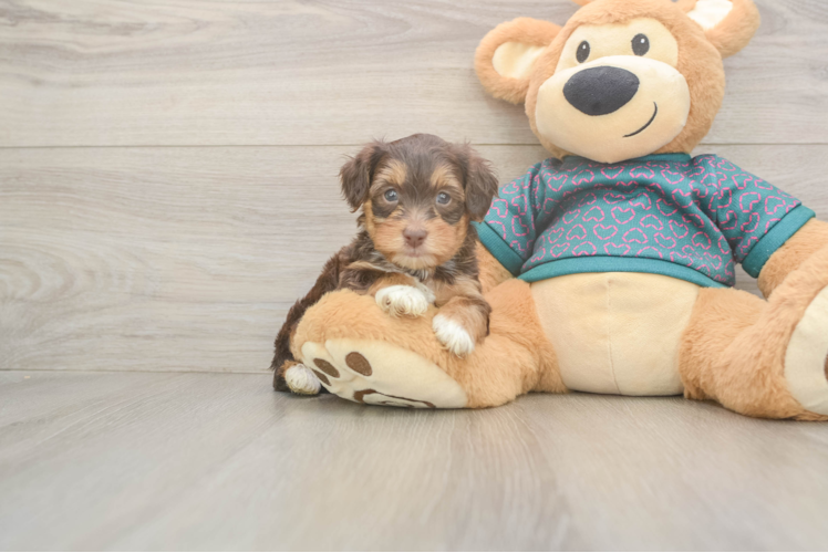 Meet Zeppelin - our Yorkie Poo Puppy Photo  1/3 - Lone Star Pups Yorkie Poo Pup Being Cute