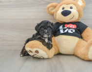 6 week old Yorkie Poo Puppy For Sale - Lone Star Pups