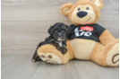Smart Yorkie Poo Poodle Mix Pup