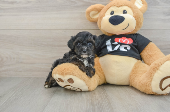 Smart Yorkie Poo Poodle Mix Pup