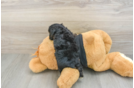Happy Yorkie Poo Baby