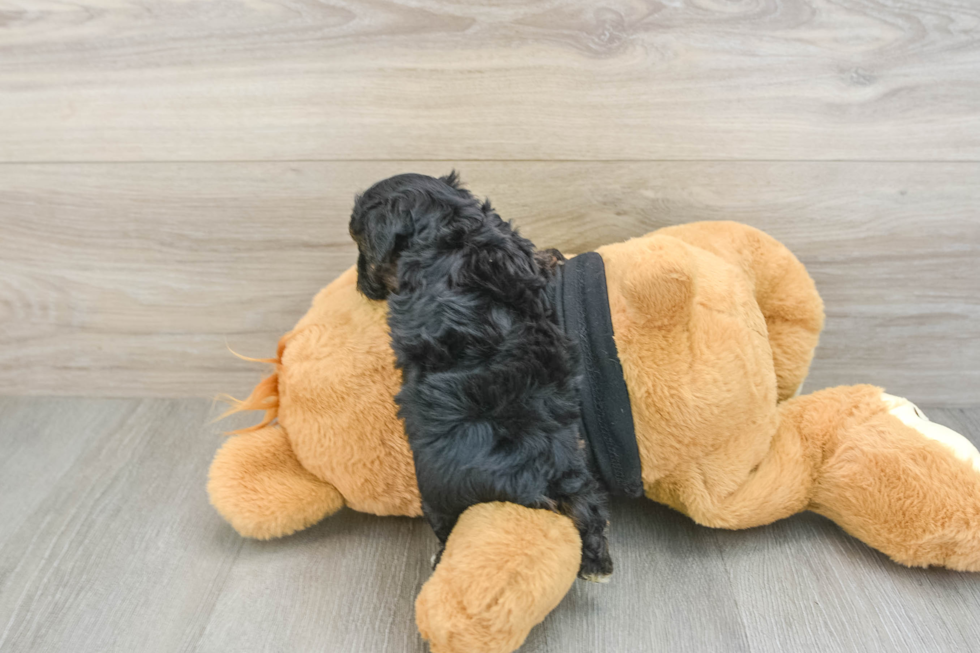 Happy Yorkie Poo Baby