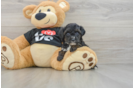 Smart Yorkie Poo Poodle Mix Pup