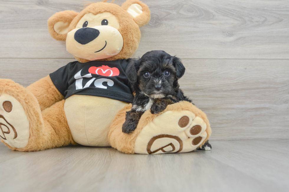 Smart Yorkie Poo Poodle Mix Pup