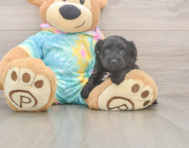 8 week old Yorkie Poo Puppy For Sale - Lone Star Pups