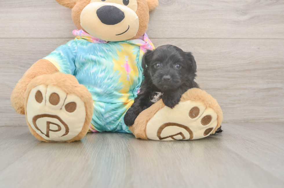 5 week old Yorkie Poo Puppy For Sale - Lone Star Pups