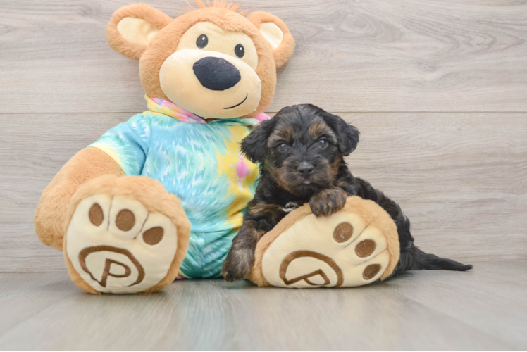 Yorkie Poo Pup Being Cute