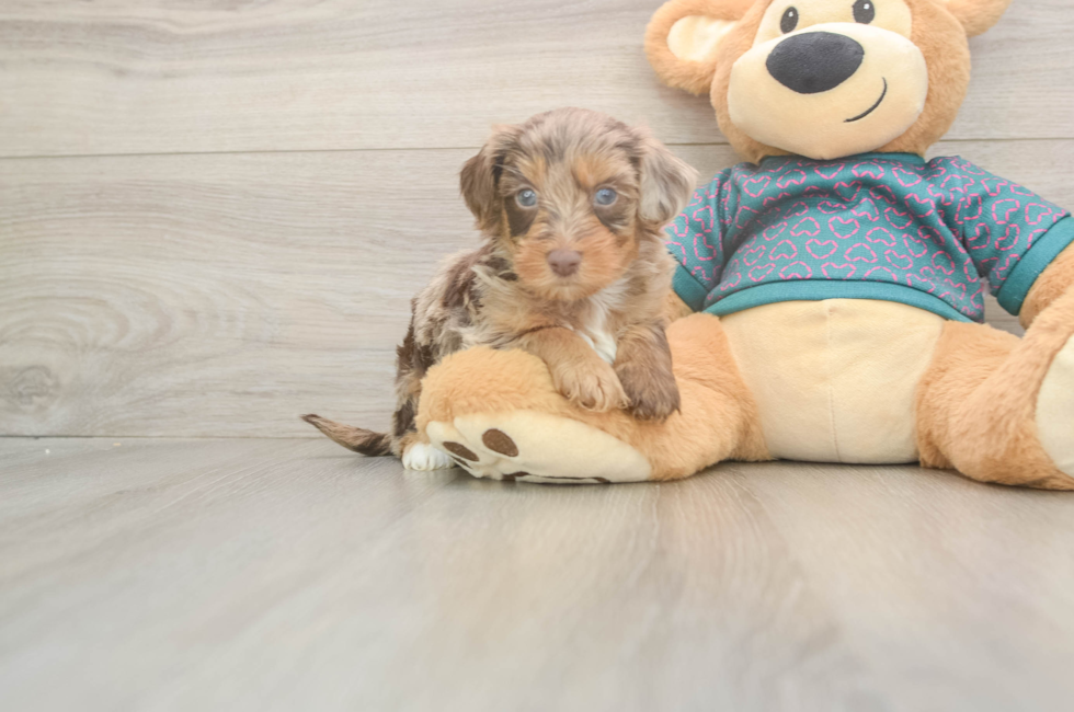 5 week old Yorkie Poo Puppy For Sale - Lone Star Pups