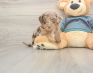 8 week old Yorkie Poo Puppy For Sale - Lone Star Pups 8 week old Yorkie Poo Puppy For Sale - Lone Star Pups