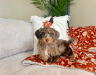 9 week old Yorkie Poo Puppy For Sale - Lone Star Pups 9 week old Yorkie Poo Puppy For Sale - Lone Star Pups