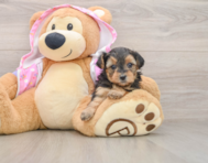 7 week old Yorkie Poo Puppy For Sale - Lone Star Pups