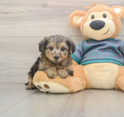 7 week old Yorkie Poo Puppy For Sale - Lone Star Pups