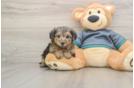 Best Yorkie Poo Baby