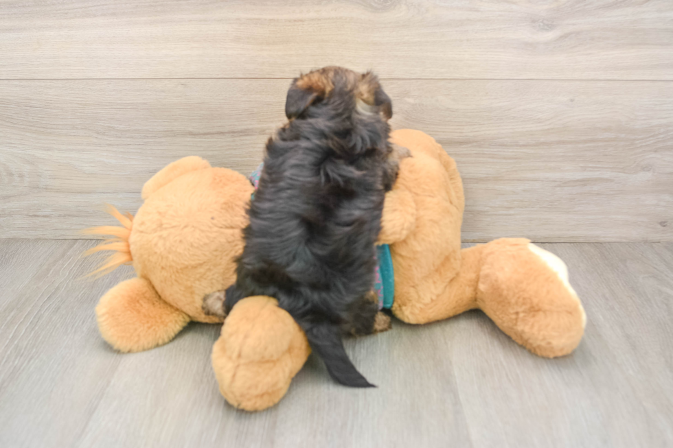 Best Yorkie Poo Baby