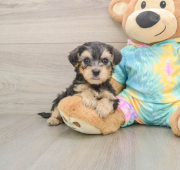 6 week old Yorkie Poo Puppy For Sale - Lone Star Pups