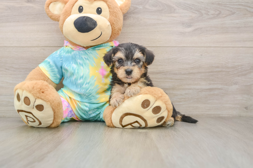 Yorkie Poo Puppy for Adoption