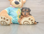 8 week old Yorkie Poo Puppy For Sale - Lone Star Pups
