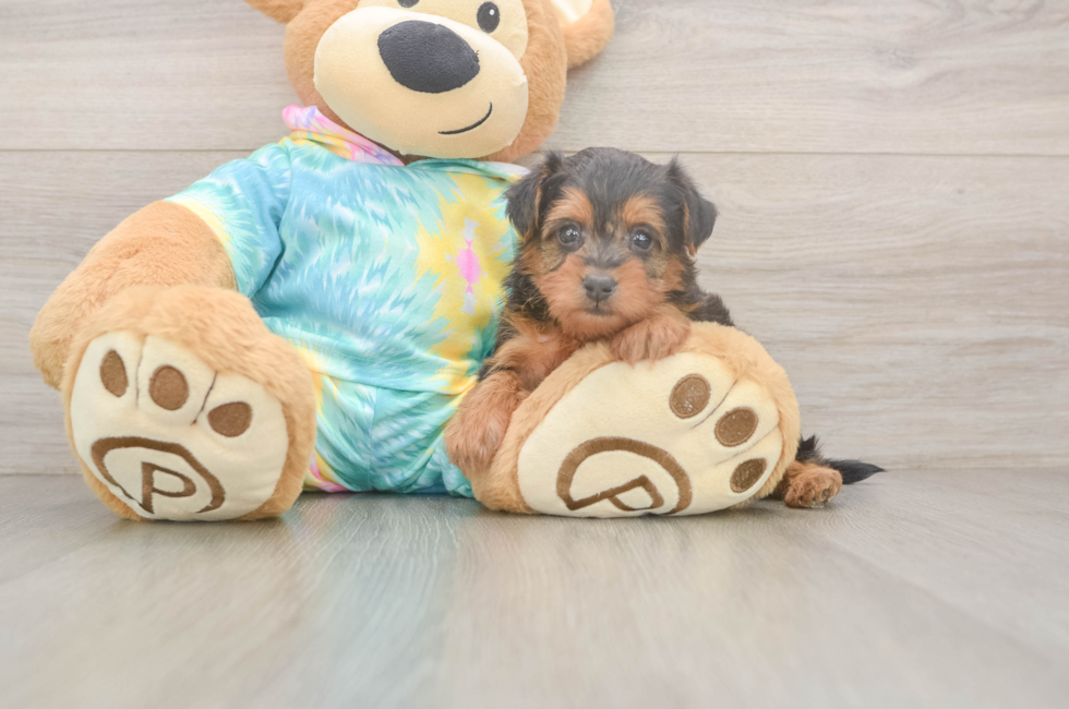 5 week old Yorkie Poo Puppy For Sale - Lone Star Pups