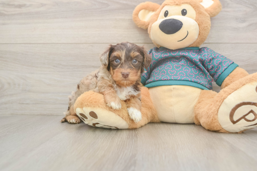 5 week old Yorkie Poo Puppy For Sale - Lone Star Pups