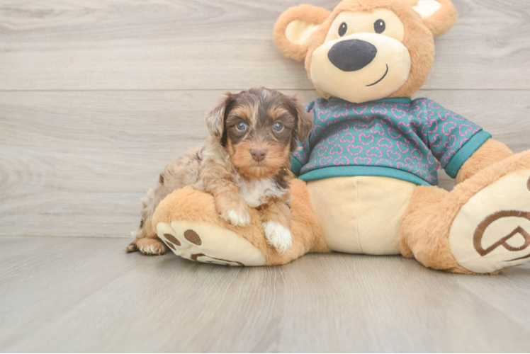 Meet Zorro - our Yorkie Poo Puppy Photo  1/3 - Lone Star Pups Best Yorkie Poo Baby