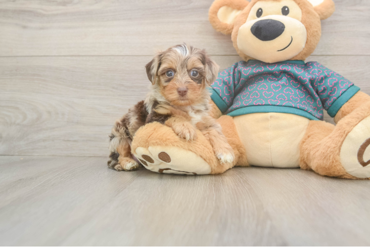 Fluffy Yorkie Poo Poodle Mix Pup