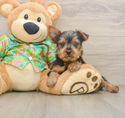 8 week old Yorkshire Terrier Puppy For Sale - Lone Star Pups