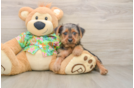 Akc Registered Yorkshire Terrier Baby