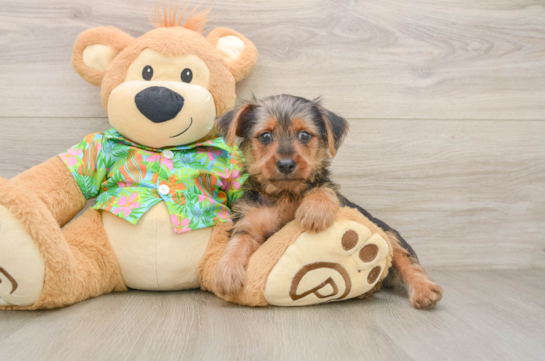 Akc Registered Yorkshire Terrier Baby