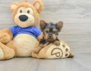 9 week old Yorkshire Terrier Puppy For Sale - Lone Star Pups