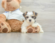 8 week old Yorkshire Terrier Puppy For Sale - Lone Star Pups