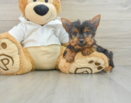 8 week old Yorkshire Terrier Puppy For Sale - Lone Star Pups