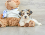 8 week old Yorkshire Terrier Puppy For Sale - Lone Star Pups