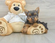 8 week old Yorkshire Terrier Puppy For Sale - Lone Star Pups